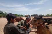پایان مرحله نخست تست سرمی مشمشه در واحدهای پرورش اسب شهرستان بهار